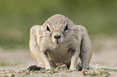 South african ground squirrel (Xerus inauris) facing male, Etosha National Park, Namibia