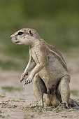 South african ground squirrel (Xerus inauris) standing male, Etosha National Park, Namibia
