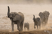 Eléphant d'Afrique (Loxodonta africana) groupe marchant dans la poussière, parc national d'Etosha, Namibie