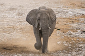 African elephant (Loxodonta africana) walking in the dust, Etosha National Park, Namibia