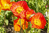 Iceland Poppy (Papaver nudicaule) 'Champagne Bubbles Red'