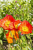 Iceland Poppy (Papaver nudicaule) 'Champagne Bubbles Red'
