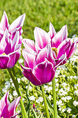Lilly Flowering Tulip 'Ballade'