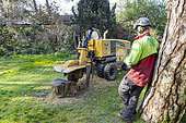 Remote controlled circular saw for cutting a stump, Parc Floral Vincennes, Paris, France
