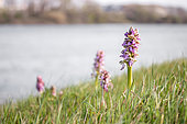 Giant orchid (Himantoglossum robertianum) flowering on the Rhone river banks in early spring, Avignon, Vaucluse, France