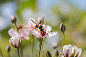 European paper wasp (Polistes dominula) female visiting a flower of Flowering rush (Butomus umbellatus), Pyrénées-Orientales, France