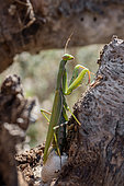 Female Praying mantis (Mantis religiosa) laying egg casing, Gard, France
