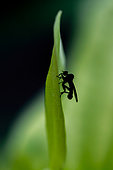 Hybotid fly (Hybos sp.) on a leaf, Pyrenees-Orientales, France