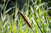 Lesser bulrush (Typha angustifolia), filtering plant for natural swimming pool
