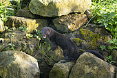 American mink (Neovison vison) amongst rocks, England