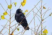 Carrion crow (Corvus corone) perched on a branch amongst autumn leaves, England