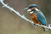 Kingfisher (Alcedo atthis) perched on a barbed wire and regurgitating a pellet, England