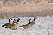 Canada goose (Branta canadensis) group standing in the snow, England