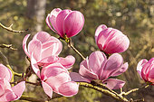 Sprenger Magnolia (Magnolia sprengeri var. diva) 'Copeland Court'