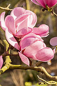 Sprenger Magnolia (Magnolia sprengeri var. diva) 'Copeland Court'
