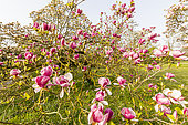 Saucer Magnolia (Magnolia soulangeana) 'Lennei', Ecole du Breuil, Paris, France