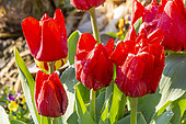 Single hasty Tulip 'Merry Christmas'