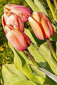 Tulip Darwin Hybrid 'Apricot Impression'