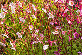 Meadow Saxifrage (Saxifraga arendsii) 'Rose'