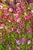 Meadow Saxifrage (Saxifraga arendsii) 'Rose'