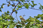 Willow Warbler (Phylloscopus trochilus) on a bramble, France