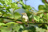 Willow Warbler (Phylloscopus trochilus) young having left the nest on a bramble, France