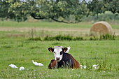 Cattle heron (Bubulcus ibis) and cow in a meadow, France