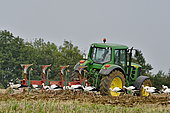 White storks (Ciconia ciconia) taking advantage of ploughing by a tractor, Allenjoie, Doubs, France