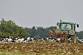 White storks (Ciconia ciconia) taking advantage of ploughing by a tractor, Allenjoie, Doubs, France
