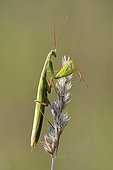 Praying mantis (Mantis religiosa) on a grass, France