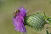 Honey bee (Apis mellifera) collecting a thistle in flower, France
