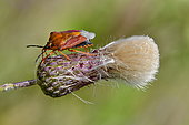 Bug on a thistle, France
