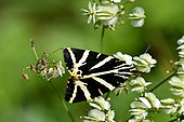 Jersey Tiger (Euplagia quadripunctaria) on umbel, France