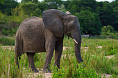 African bush elephant or African savanna elephant (Loxodonta africana) feeding. Mpumalanga. South Africa.