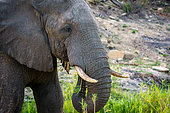 Image Number A1R422455. African bush elephant or African savanna elephant (Loxodonta africana) feeding. Mpumalanga. South Africa.