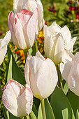 Fosteriana Tulip 'Flaming Purissima'