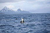 killer whale, Orcinus orca, spy hop, Vestfjord, Ofotfjord, and Tysfjord, Lofoten Islands, Norway, Atlantic Ocean