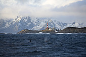 lighthouse on the island of Skrova, mountains and killer whale, Orcinus orca, Vestfjord, Ofotfjord, and Tysfjord, Lofoten Islands, Norway, Atlantic Ocean