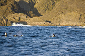 killer whales, Orcinus orca, calfs, spy hoping, Vestfjord, Ofotfjord, and Tysfjord, Lofoten Islands, Norway, Atlantic Ocean