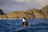 Killer whale, Orcinus orca, spy hop, Vestfjord, Ofotfjord, and Tysfjord, Lofoten Islands, Norway, Atlantic Ocean