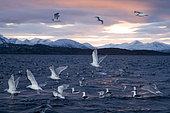 sea gulls at sunrise, Vestfjord, Ofotfjord, and Tysfjord, Lofoten Islands, Norway, Atlantic Ocean