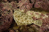 flounder, Platichthys flesus, Svolvaer, Lofoten Islands, Norway, Atlantic Ocean