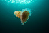 Lion's mane jellyfish, Cyanea capillata, Svolvaer, Lofoten Islands, Norway, Atlantic Ocean