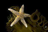 sea star, Asterias korstroll, on kelp, Stromsholmen, Vevang, Norway, Atlantic Ocean