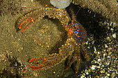 Squat lobster, Galathea strigosa, Stromsholmen, Vevang, Norway, Atlantic Ocean