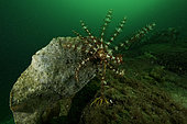 Crinoid or feather star, Antedon petatus, Stromsholmen, Vevang, Norway, Atlantic Ocean