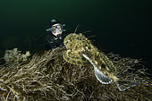 scuba diver and anglerfish (monkfish) Lophius piscatorius, Stromsholmen, Vevang, Norway, Atlantic Ocean