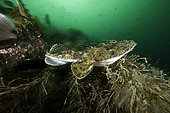 anglerfish (monkfish) Lophius piscatorius, Stromsholmen, Vevang, Norway, Atlantic Ocean
