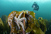 Scuba diver and spiny Starfish (Marthasterias glacialis) on forest kelp (Laminaria hyperborea). Flatanger, coastal commune in central Norway, north of the Trondheimfjord, Atlantic Ocean