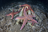 Starfish (Henricia sp.) feeding on sea squirts. Flatanger, coastal commune in central Norway, north of the Trondheimfjord, North Atlantic Ocean. Norway